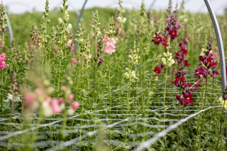 blackstone flower farm