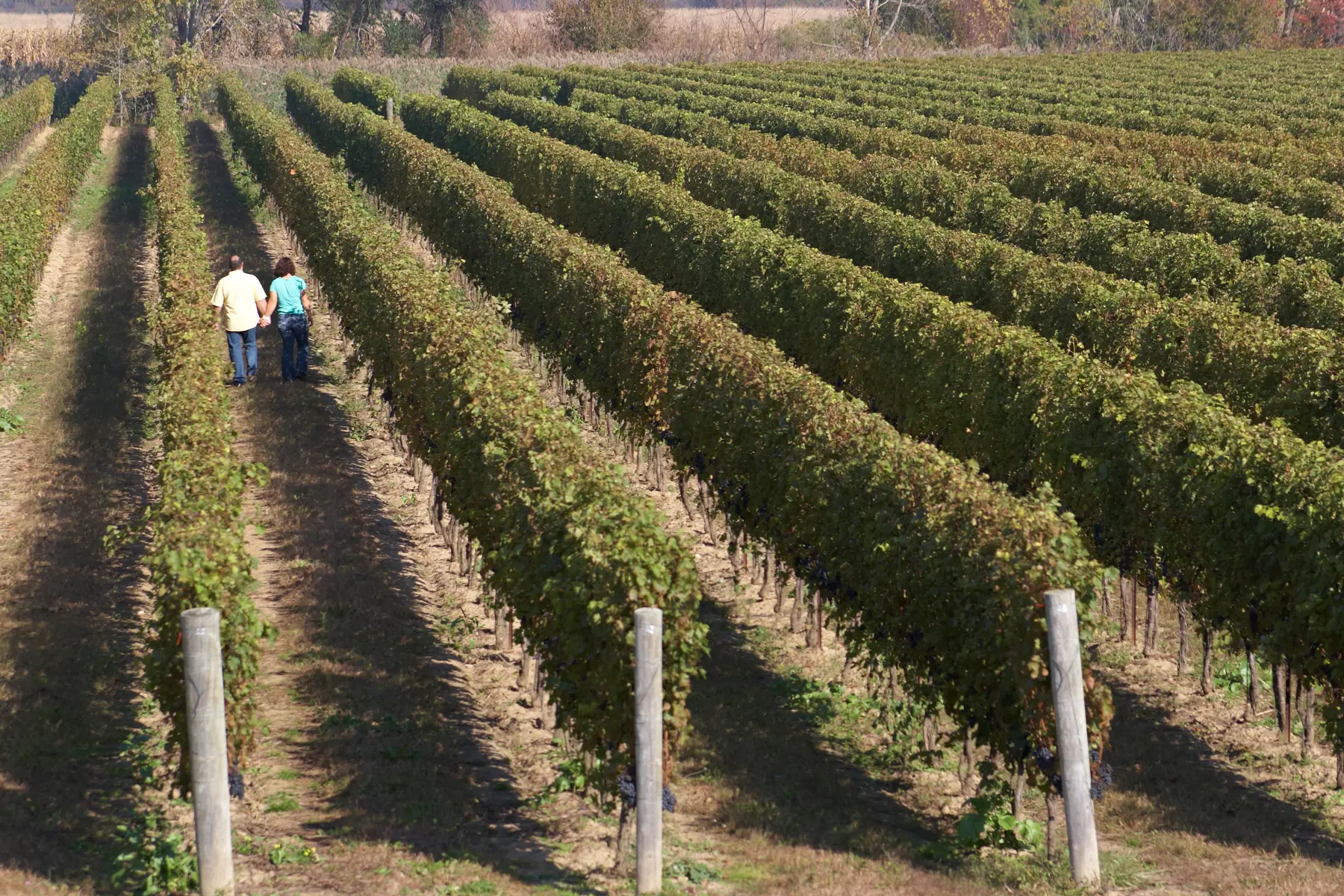 people in vineyard