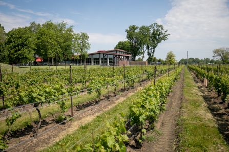 cooper's hawk vineyard