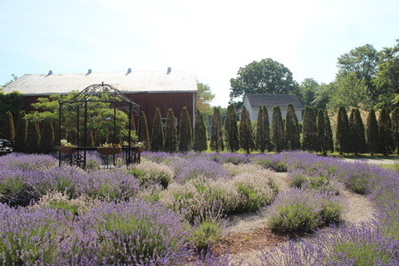 serenity lavender farm