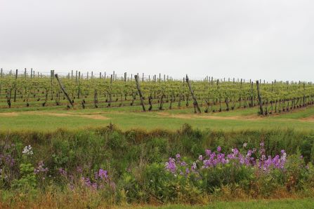 Erie Shore Vineyard