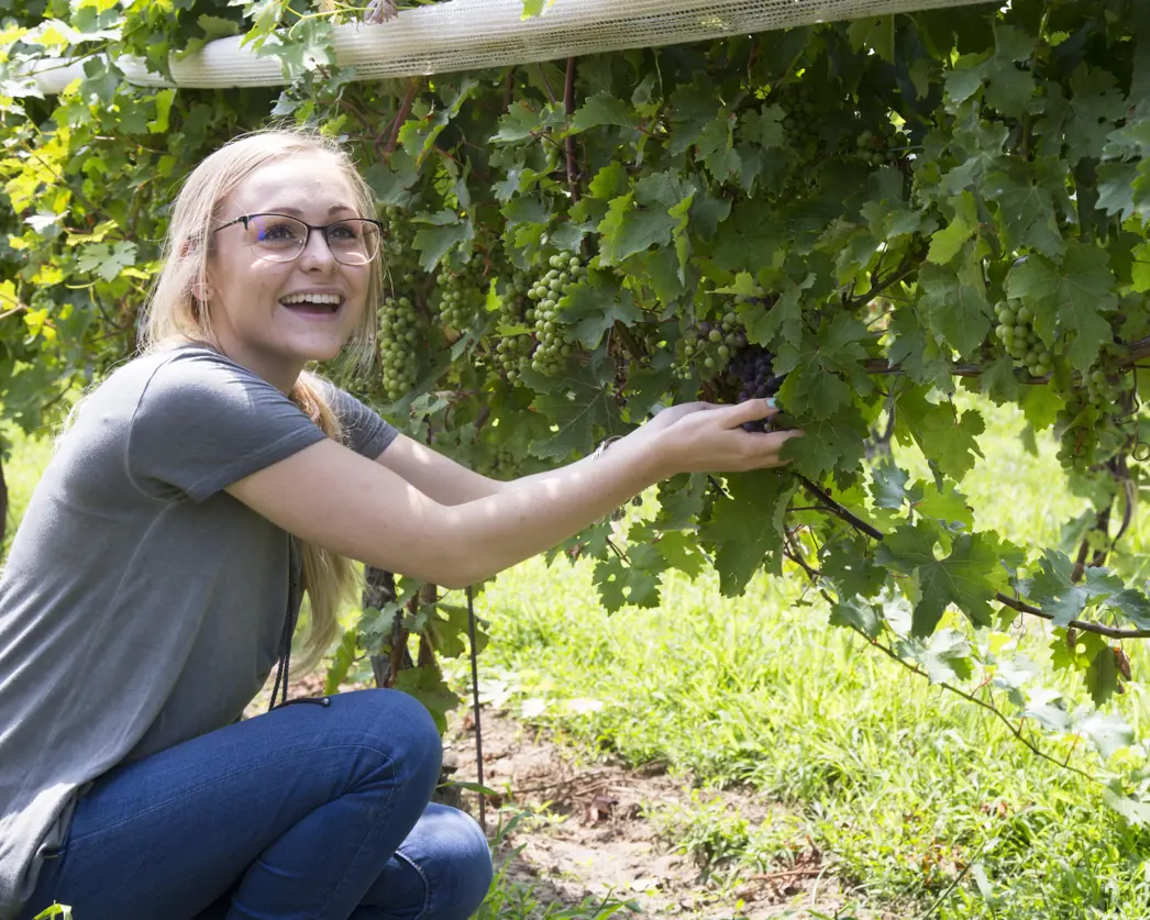 woman holding grapes in vineyard